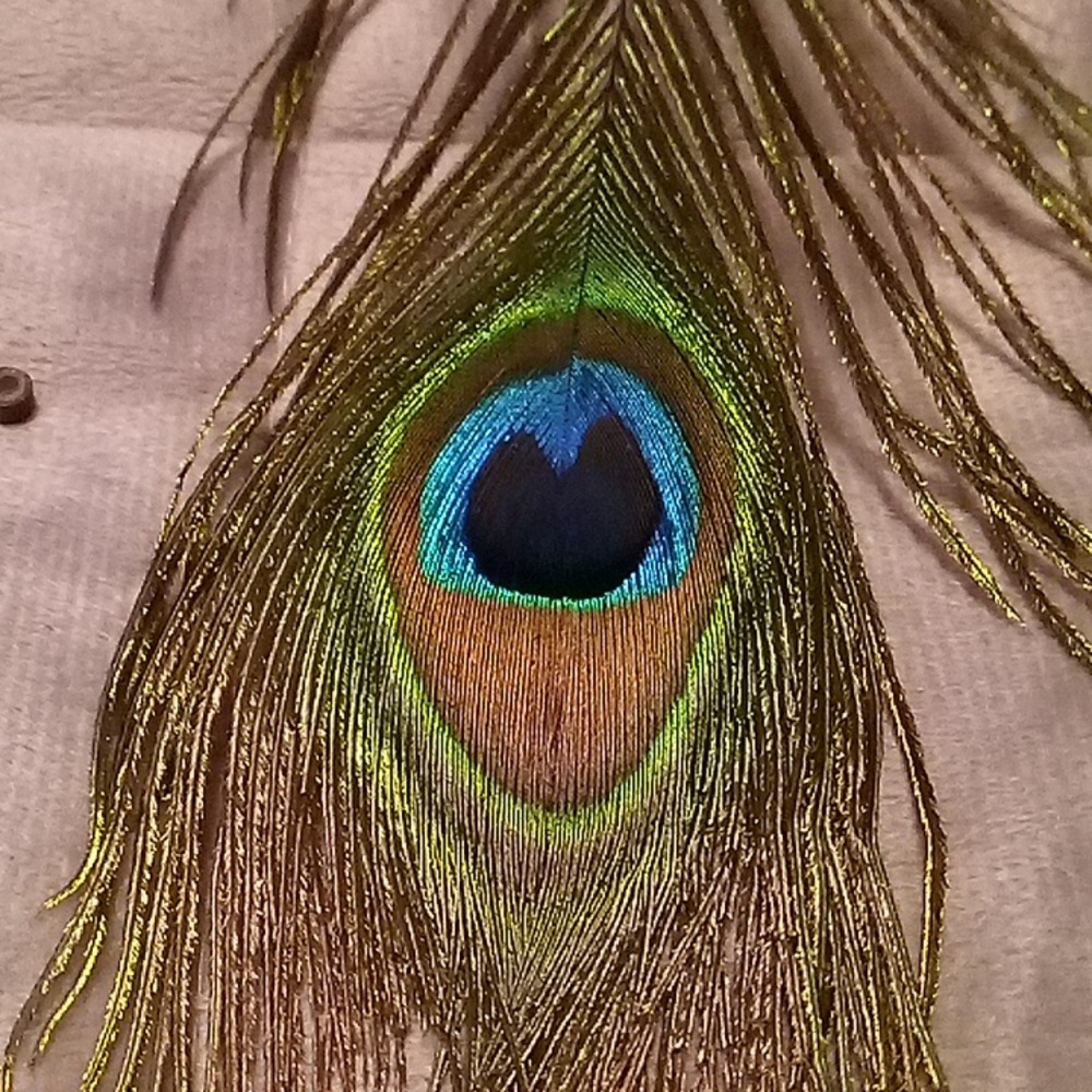 Hair Statement Peacock Feather! - Picture 3 of 6